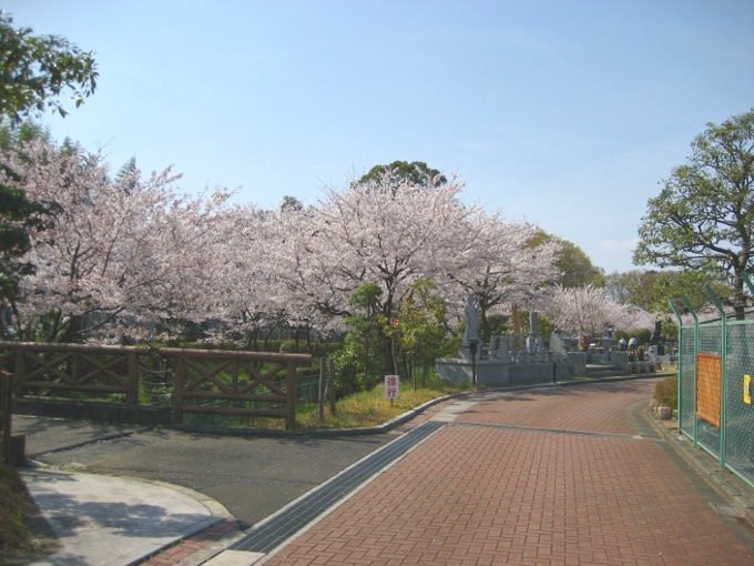 sakura_003