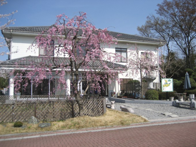 sakura_004