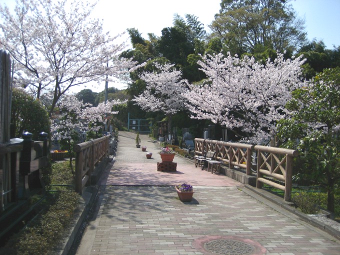 sakura_005