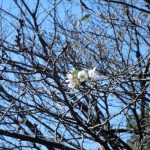 秋なのに桜が咲きました。　埼玉の公園墓地　庄和苑