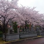 平成29年度　桜満開　埼玉の公園墓地　庄和苑