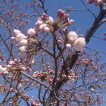 平成30年　桜開花　埼玉の公園墓地　庄和苑