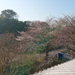 平成30年　桜開花情報　埼玉の公園墓地　庄和苑
