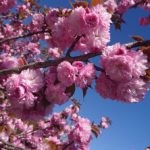 平成30年　苑内花情報　埼玉県の公園墓地　庄和苑